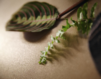 16649810479271-cottodestebodenkerlitecluny100x300bourgognat3pls3000x1000x35