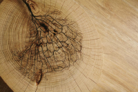 1665045882275-cottodestebodenkerliteforest20x120rovere5plus3200x1200x55